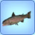 Forelle