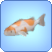 Ochiba Koi