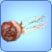 Qualle