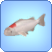 Tancho Koi